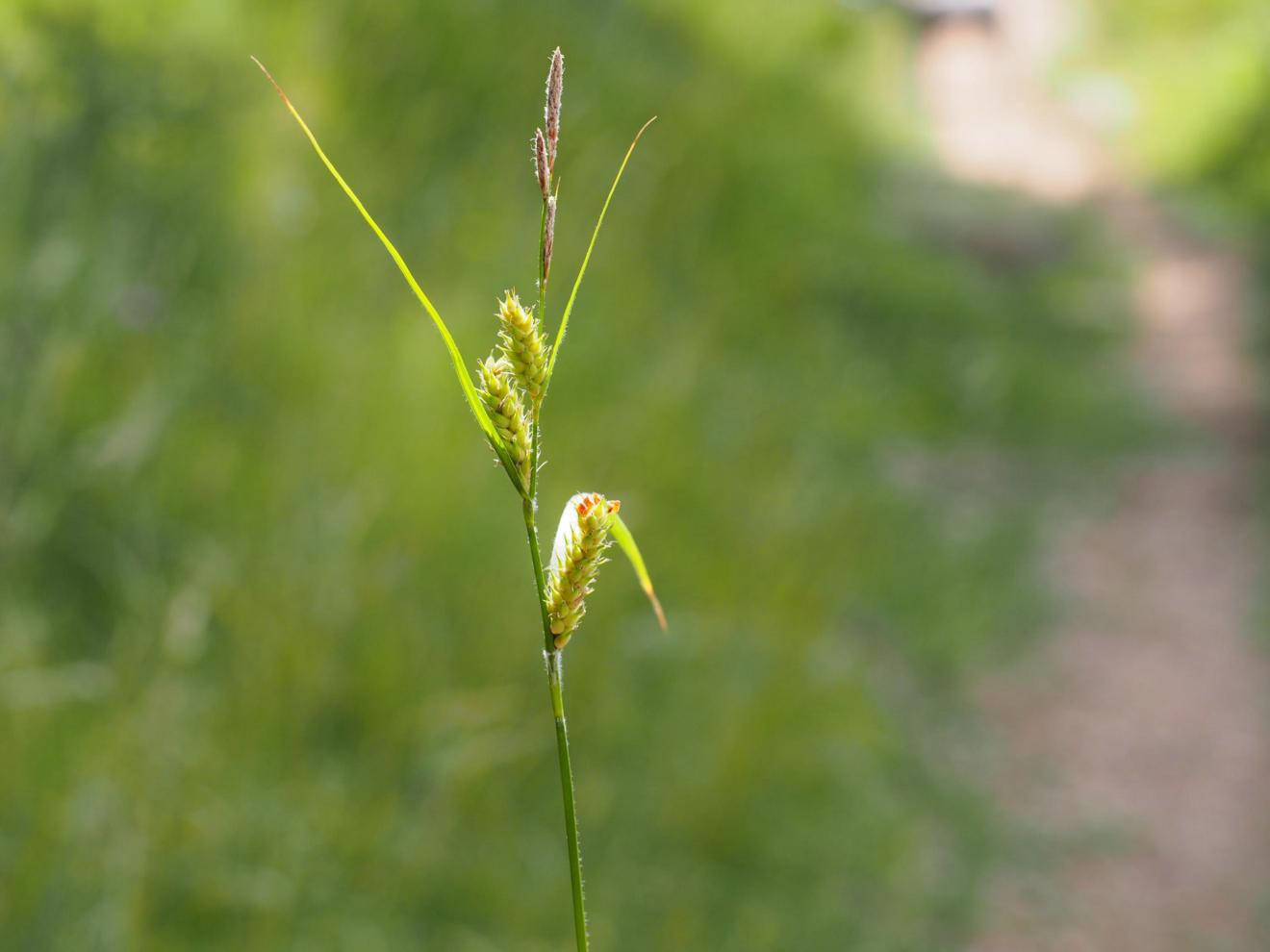 Sedge, Hairy